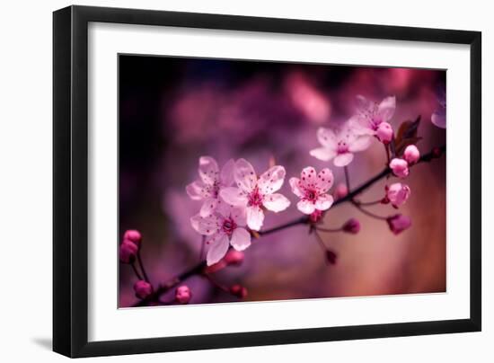 Cherry Blossums 5-Philippe Sainte-Laudy-Framed Photographic Print