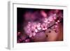 Cherry Blossums 5-Philippe Sainte-Laudy-Framed Photographic Print