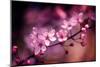 Cherry Blossums 5-Philippe Sainte-Laudy-Mounted Photographic Print