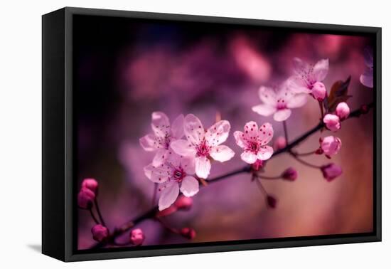 Cherry Blossums 5-Philippe Sainte-Laudy-Framed Stretched Canvas