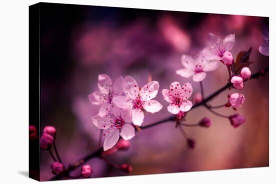 Cherry Blossums 5-Philippe Sainte-Laudy-Stretched Canvas