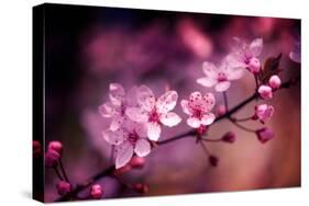 Cherry Blossums 5-Philippe Sainte-Laudy-Stretched Canvas