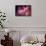 Cherry Blossums 5-Philippe Sainte-Laudy-Framed Stretched Canvas displayed on a wall