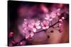 Cherry Blossums 5-Philippe Sainte-Laudy-Stretched Canvas