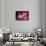 Cherry Blossums 5-Philippe Sainte-Laudy-Framed Stretched Canvas displayed on a wall