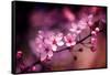 Cherry Blossums 5-Philippe Sainte-Laudy-Framed Stretched Canvas