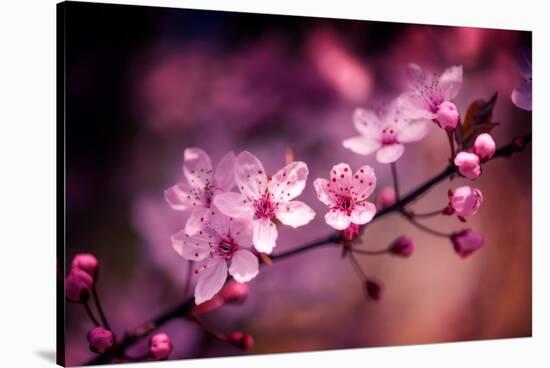 Cherry Blossums 5-Philippe Sainte-Laudy-Stretched Canvas