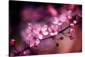 Cherry Blossums 5-Philippe Sainte-Laudy-Stretched Canvas