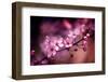 Cherry Blossums 5-Philippe Sainte-Laudy-Framed Photographic Print