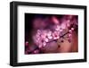 Cherry Blossums 5-Philippe Sainte-Laudy-Framed Photographic Print