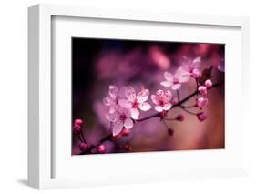 Cherry Blossums 5-Philippe Sainte-Laudy-Framed Photographic Print