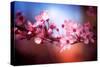 Cherry Blossums 6-Philippe Sainte-Laudy-Stretched Canvas