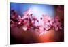 Cherry Blossums 6-Philippe Sainte-Laudy-Framed Photographic Print