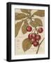 Cherry Etching-Chad Barrett-Framed Art Print