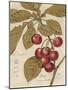 Cherry Etching-Chad Barrett-Mounted Art Print