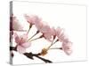 Cherry flowers, close up, white background-null-Stretched Canvas