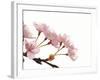 Cherry flowers, close up, white background-null-Framed Photographic Print