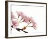 Cherry flowers, close up, white background-null-Framed Photographic Print