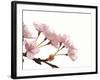 Cherry flowers, close up, white background-null-Framed Photographic Print