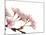 Cherry flowers, close up, white background-null-Mounted Photographic Print