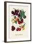 Cherry Gallery-null-Framed Art Print