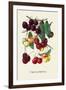 Cherry Gallery-null-Framed Art Print