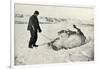 'Cherry-Garrard Giving His Pony 'Michael' A Roll in the Snow', c1911, (1913)-Herbert Ponting-Framed Photographic Print