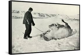 'Cherry-Garrard Giving His Pony 'Michael' A Roll in the Snow', c1911, (1913)-Herbert Ponting-Framed Stretched Canvas