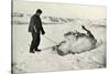 'Cherry-Garrard Giving His Pony 'Michael' A Roll in the Snow', c1911, (1913)-Herbert Ponting-Stretched Canvas