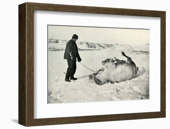 'Cherry-Garrard Giving His Pony 'Michael' A Roll in the Snow', c1911, (1913)-Herbert Ponting-Framed Photographic Print