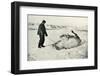 'Cherry-Garrard Giving His Pony 'Michael' A Roll in the Snow', c1911, (1913)-Herbert Ponting-Framed Photographic Print