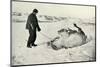 'Cherry-Garrard Giving His Pony 'Michael' A Roll in the Snow', c1911, (1913)-Herbert Ponting-Mounted Photographic Print