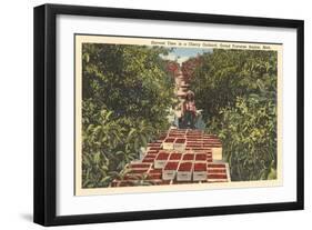 Cherry Harvest, Grand Traverse Region, Michigan-null-Framed Art Print