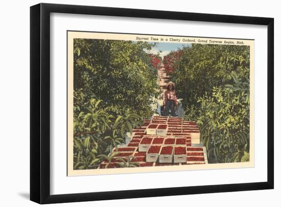 Cherry Harvest, Grand Traverse Region, Michigan-null-Framed Art Print