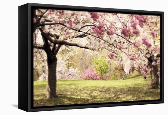 Cherry Hill Morning-Jessica Jenney-Framed Stretched Canvas