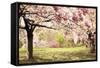 Cherry Hill Morning-Jessica Jenney-Framed Stretched Canvas