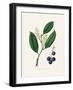 Cherry Laurel (Prunus Laurocerasus) Medical Botany-John Stephenson and James Morss Churchill-Framed Photographic Print