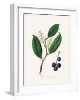 Cherry Laurel (Prunus Laurocerasus) Medical Botany-John Stephenson and James Morss Churchill-Framed Photographic Print