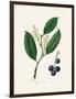 Cherry Laurel (Prunus Laurocerasus) Medical Botany-John Stephenson and James Morss Churchill-Framed Photographic Print
