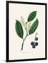 Cherry Laurel (Prunus Laurocerasus) Medical Botany-John Stephenson and James Morss Churchill-Framed Photographic Print