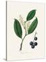 Cherry Laurel (Prunus Laurocerasus) Medical Botany-John Stephenson and James Morss Churchill-Stretched Canvas