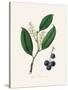 Cherry Laurel (Prunus Laurocerasus) Medical Botany-John Stephenson and James Morss Churchill-Stretched Canvas