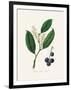 Cherry Laurel (Prunus Laurocerasus) Medical Botany-John Stephenson and James Morss Churchill-Framed Photographic Print