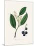 Cherry Laurel (Prunus Laurocerasus) Medical Botany-John Stephenson and James Morss Churchill-Mounted Photographic Print