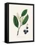 Cherry Laurel (Prunus Laurocerasus) Medical Botany-John Stephenson and James Morss Churchill-Framed Stretched Canvas