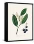Cherry Laurel (Prunus Laurocerasus) Medical Botany-John Stephenson and James Morss Churchill-Framed Stretched Canvas