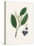 Cherry Laurel (Prunus Laurocerasus) Medical Botany-John Stephenson and James Morss Churchill-Stretched Canvas