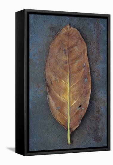 Cherry Laurel-Den Reader-Framed Stretched Canvas