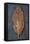 Cherry Laurel-Den Reader-Framed Stretched Canvas