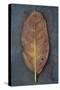 Cherry Laurel-Den Reader-Stretched Canvas